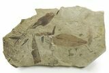Fossil Leaf and Horsetail Plate - Green River Formation, Utah #368742-1
